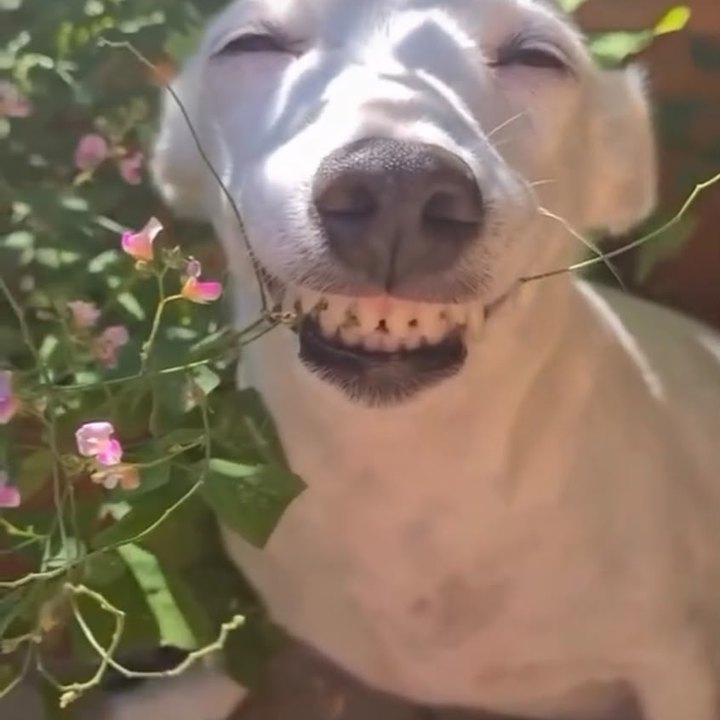 Reels do BENTO: cachorro sorrindo no jardim